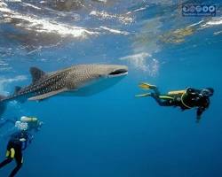 شنا در مالدیو -  هتل‌های مالدیو