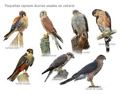 Resultado de imagen para aves rapaces