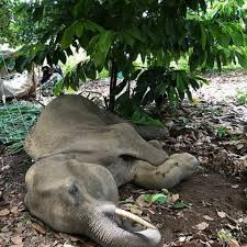 I Love - In the wild, a majestic elephant fights for ...