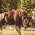 BAML: We're in a 'buffalo' market