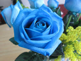Image result for karangan bunga mawar biru