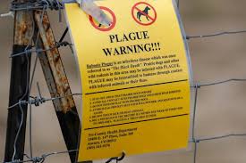 Colorado on alert after dead cat tests positive for the plague - weeks after Arizona man died from disease