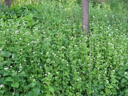 Image result for garlic mustard