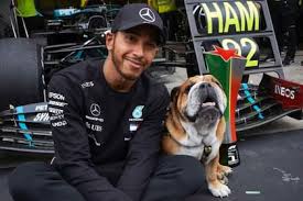 Drama para Hamilton: Su perro Roscoe lucha por su vida tras neumonía - Imagen ilustrativa del artículo