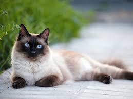 Bildergebnis für silbergraue katze mit blauen augen
