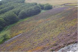 external image images?q=tbn:ANd9GcT90ypw7dcD14gNOmu9BsCwV-cRMHKaZ1geOZrKNlI9oR0o9Oqe