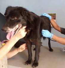 Un beau Labrador 🐶 "Billy" a fait un petit saut au Cabinet pour se faire consulter 👩‍⚕️🥰. Pour son bien être, nous l'avons vacciné , vermifugé et déparasité. N'hésitez pas à nous