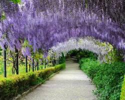 Imagem de Giardino Bardini Florence