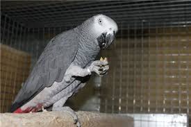 Image result for african grey parrot for sale