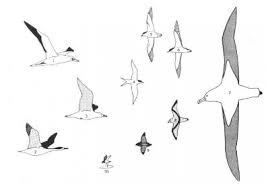 Image result for gulls, terns, albatrosses, petrels, shearwaters (muttonbirds), cormorants, gannets and boobies.