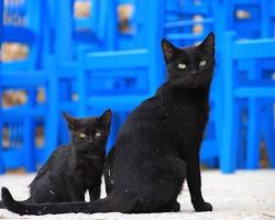 Kucing hitam untuk Halloween