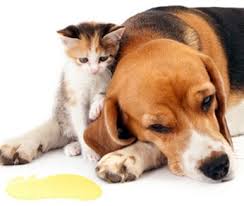 Image result for pet odors on carpet