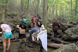 Image result for Entomology Studies