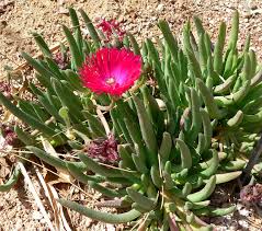 Image result for ‫ گل یخی‬‎