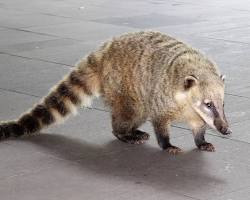 Quati