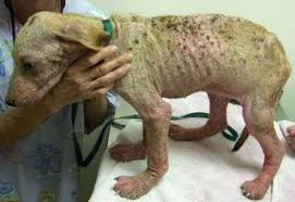 afección sarna piel cachorro