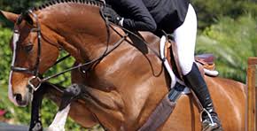 Image result for HORSE