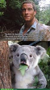 Image result for Animal Meme
