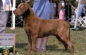 Image result for "Chesapeake bay retriever"