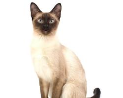 Siamese cat resmi