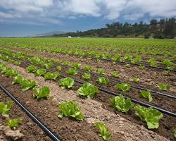 Image of Drip irrigation system