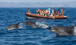 Hasil gambar untuk DOLPHIN TOUR
