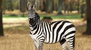 Résultat de recherche d'images pour "domesticated zebra"