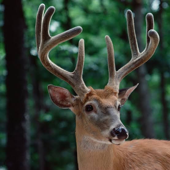 A deer may have passed COVID-19 to a person, study suggests