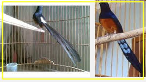 Hasil gambar untuk murai batu