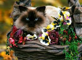 Resultado de imagem para gatinho siamês