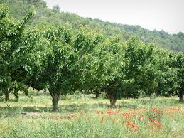 images?q=tbn:ANd9GcT9otqrSefZpvf7VzEmHY87b9BMk38PRyzIaFHkahzHGfF1Ejut