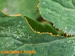 Resultado de imagen para PLANTA VERRUGUERA FOTOS JUGO