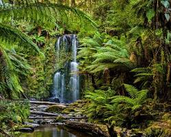 Rainforest Australia