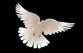 Resultado de imagem para white dove