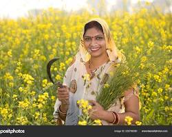 Image of Indian rapeseed fields during harvest