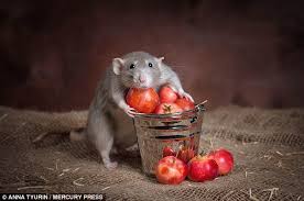 Image result for beautiful rats