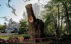Toby Carvery owners face eviction after felling 450-year-old oak tree