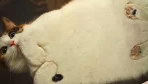 Image result for cats