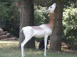 Résultat de recherche d'images pour "dama gazelles"