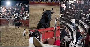 Pánico en corralejas de Coyaima: toro saltó las barreras y dejó varios heridos