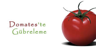 domates gübreleme ile ilgili görsel sonucu