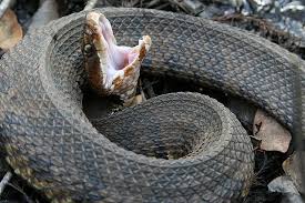 Image result for snake