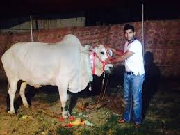 Image result for bakra eid 2015 pakistan