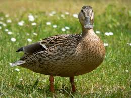 Image result for duck