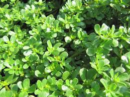 Resultado de imagem para beldroega