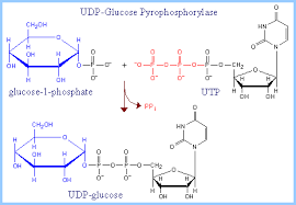 Résultat de recherche d'images pour "uridine diphosphate glucose"