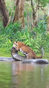 Onça Defende Filhotes de Sucuri na Amazônia | TikTok