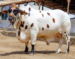 Image result for bakra eid 2015 pakistan