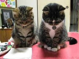 Image result for おすぎとピーコ