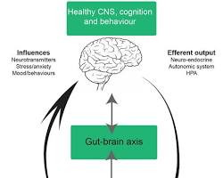 Imagen de diagram showing the gutbrain axis with arrows indicating communication pathways